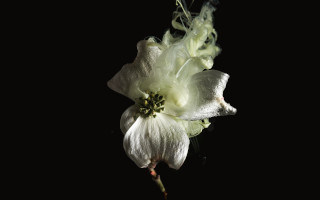 Separatore fiori 08